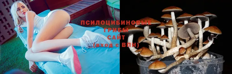 где можно купить наркотик  Сорочинск  Псилоцибиновые грибы Cubensis 